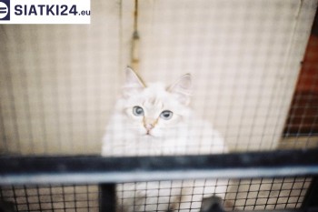 Siatki Sławno - Zabezpieczenie balkonu siatką - Kocia siatka - bezpieczny kot dla terenów Sławna